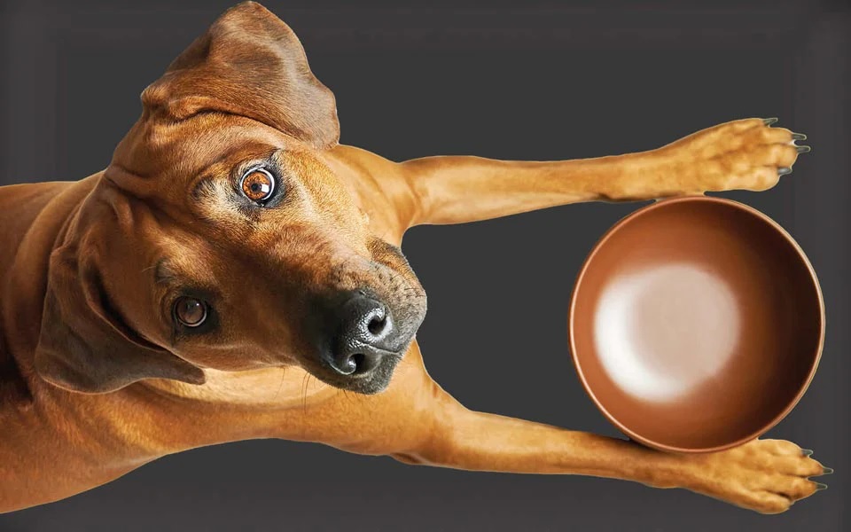 50€ Online Shop Gutschein für BARF Ernährung Hunden & Katzen von BARFeGo.de