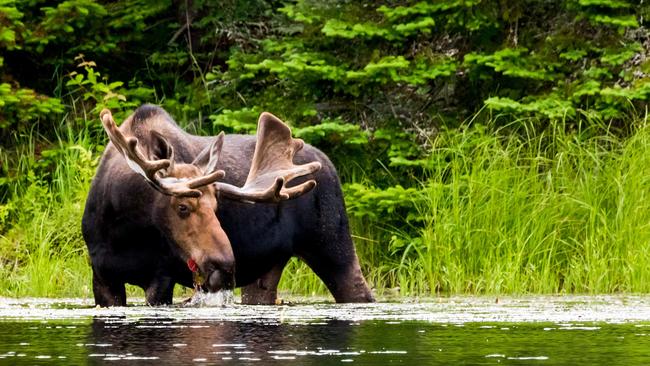 3 Wochen Mietwagenreise "Ostkanada – zwischen Metropolen und Wildnis" für zwei Personen 3 Wochen Mietwagenreise "Ostkanada – zwischen Metropolen und Wildnis" für zwei Personen