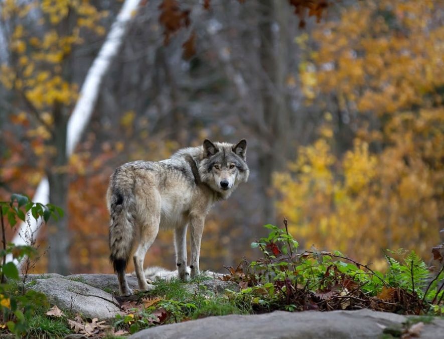 3 Wochen Mietwagenreise "Ostkanada – zwischen Metropolen und Wildnis" für zwei Personen 3 Wochen Mietwagenreise "Ostkanada – zwischen Metropolen und Wildnis" für zwei Personen